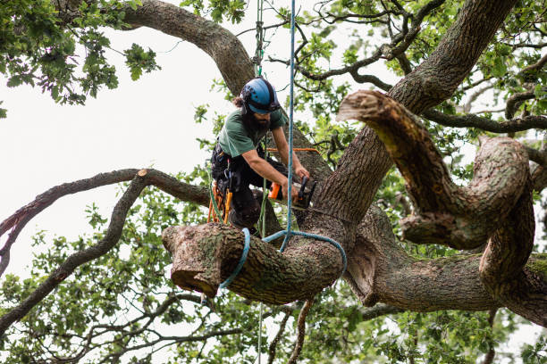 Professional Tree Services in Cheval, FL