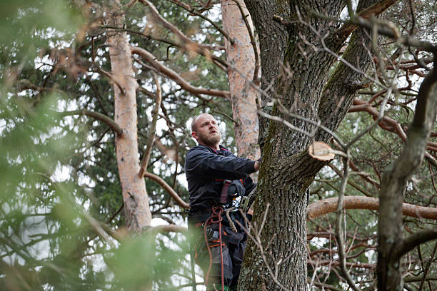 How Our Tree Care Process Works  in  Cheval, FL